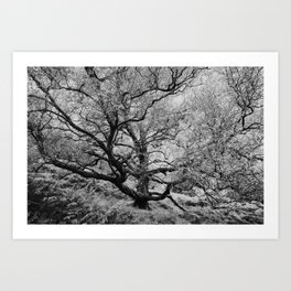 Tree - Landscape and Nature Photography Art Print