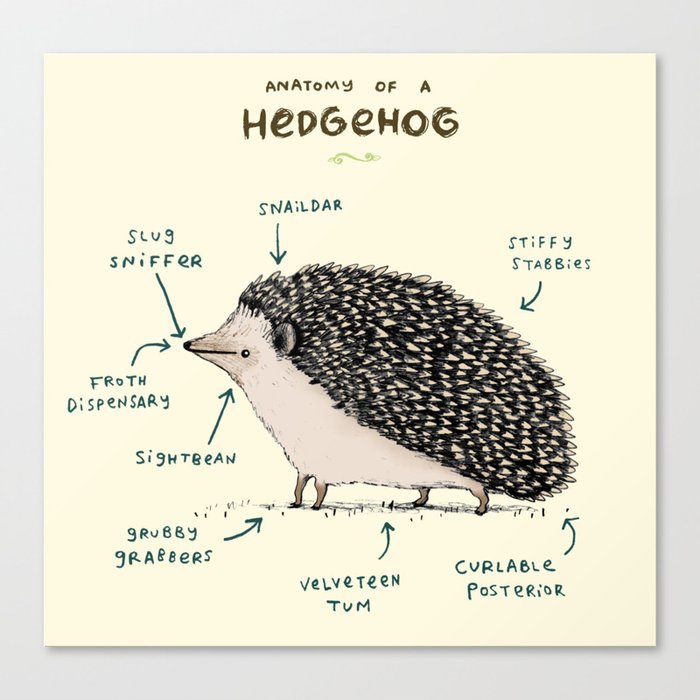Anatomy of a Hedgehog Canvas Print