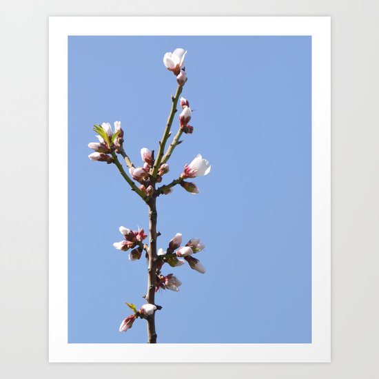 Blossom Branch Art Print
