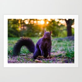 Golden Hour Eastern Gray Squirrel Photograph Art Print
