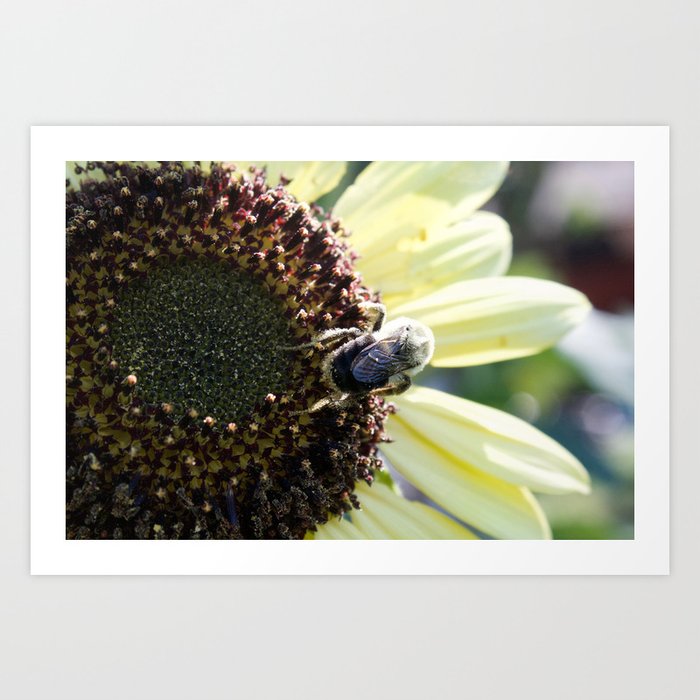 Sunflower pollination Art Print