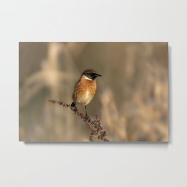 Stonechat Metal Print | Wildlife, Smallbird, Passerin, Stonechat, Photo, Songbird, Perch, Rawshutterbug, Wild 