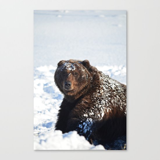 Alaskan Grizzly in Snow Canvas Print