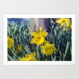 Yellow Daffodils Art Print