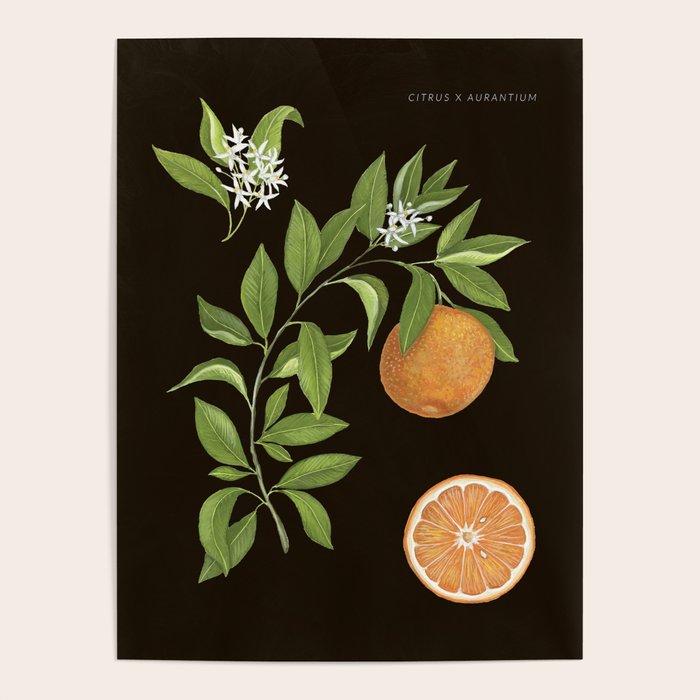 Seville Orange Poster by Kelly Louise Judd Society6