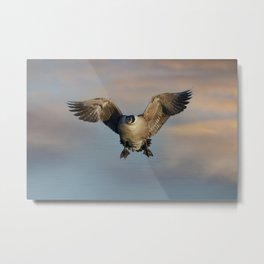 Flying Canada Goose Metal Print | Body, Goldenhour, Closeup, Plumage, Geese, Goosewings, Goose, Photo, Flyinggoose, Incoming 
