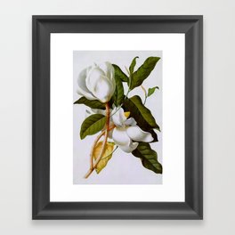 Vintage Botanical White Magnolia Flower Art Framed Art Print