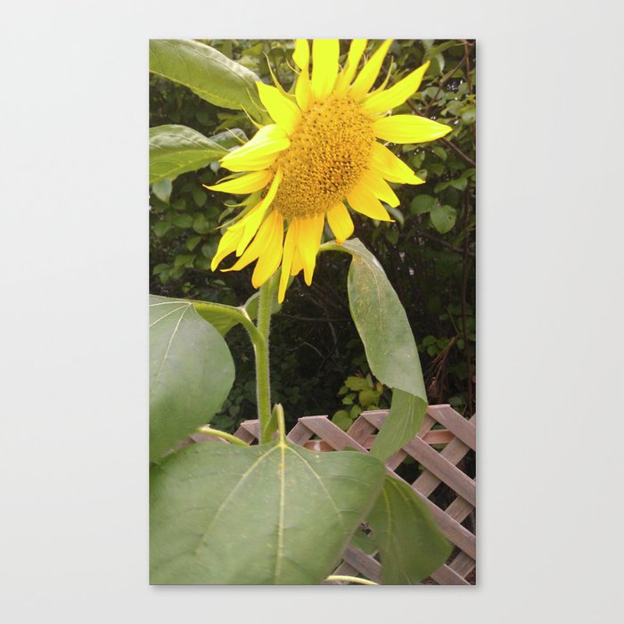 The Surviving Sunflower Canvas Print