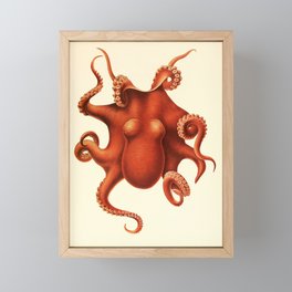 Art by Friedrich Wilhelm Winter from "Cephalopod Atlas" by Carl Chun, 1910 (benefitting Greenpeace) Framed Mini Art Print