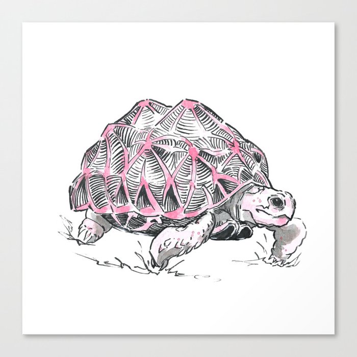 Turtle graphic ink illustration, star turtle Canvas Print