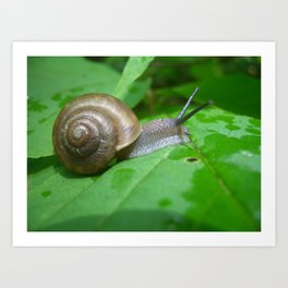 Snail Life Art Print