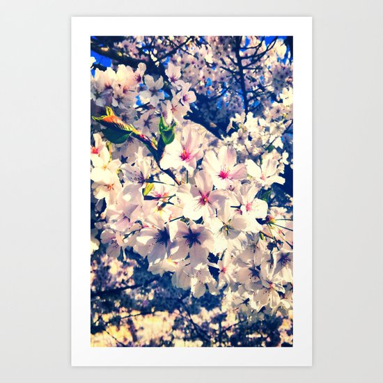 Cherry Blossom Art Print