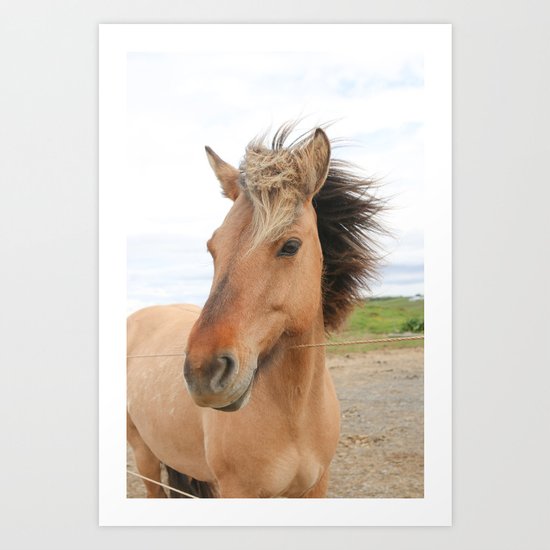 Icelandic Horse Art Print