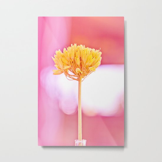 Primrose seeds Metal Print