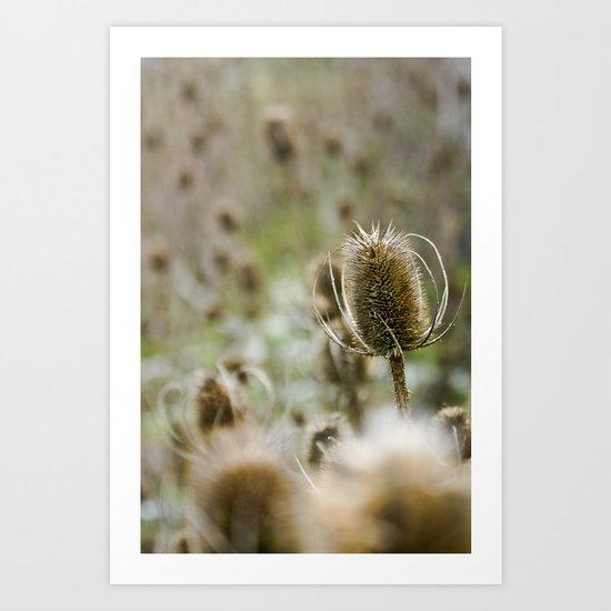 {a sea of teasels} Art Print
