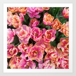 Tulip flower holland pink nature Art Print