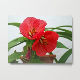 Abutilon Flowers Metal Print | Abutilon, Plantpot, Blooms, Redflowers, Leaves, Plant, Petals, Pottedplant, Green, Floral 