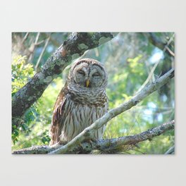 Smiling Owl Canvas Print