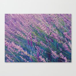Lavender, Gardens, Flower Canvas Print