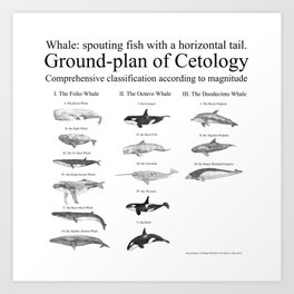 Cetology Art Print