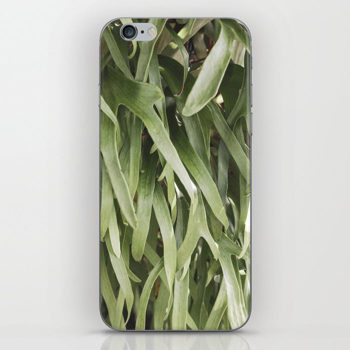 Staghorn Ferns  |  The Houseplant Collection iPhone Skin