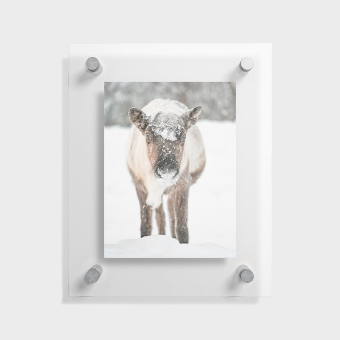 Cute Reindeer in the Snow Photo | Winter in Norway Art Print | Animal Travel Photography Floating Acrylic Print