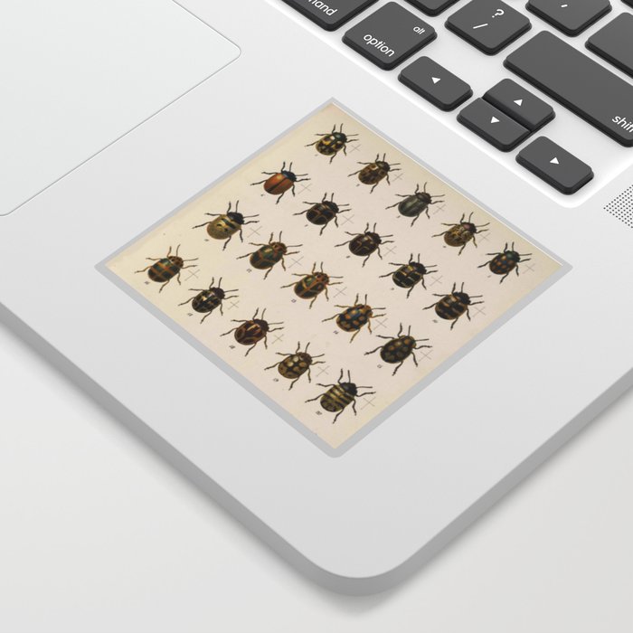 Naturalist Beetles Sticker