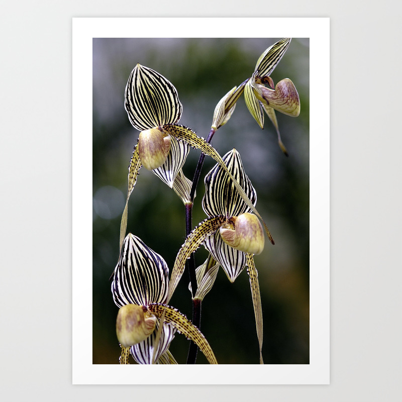 Paphiopedilum Orchid Art Print By Bahamas429 Society6
