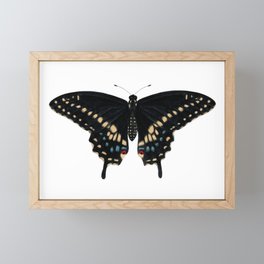 Black Swallowtail (Papilio polyxenes) Framed Mini Art Print