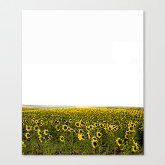 Summer fields Canvas Print