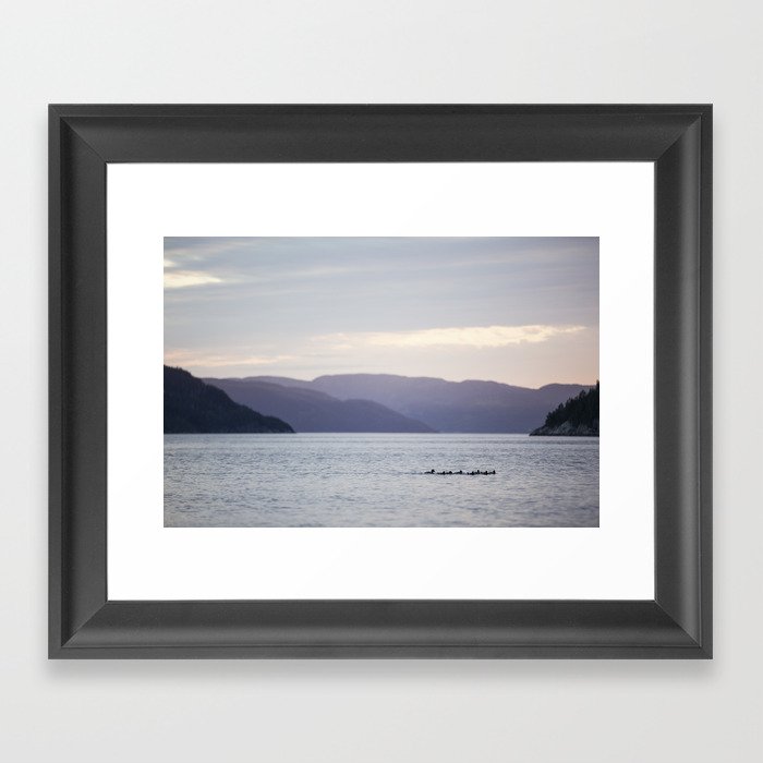 Sunset with the loons Framed Art Print