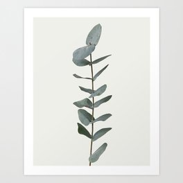 Simple Eucalyptus Art Print