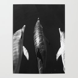 Beautiful wild dolphins black and white Poster