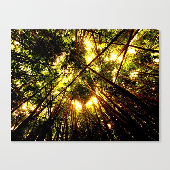 Bamboo Forest Canvas Print