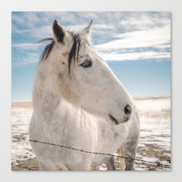 White Horse in the Colorado Winter Snow Canvas Print