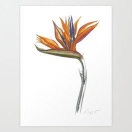 Bird of Paradise 01 Botanical Flower Art Print