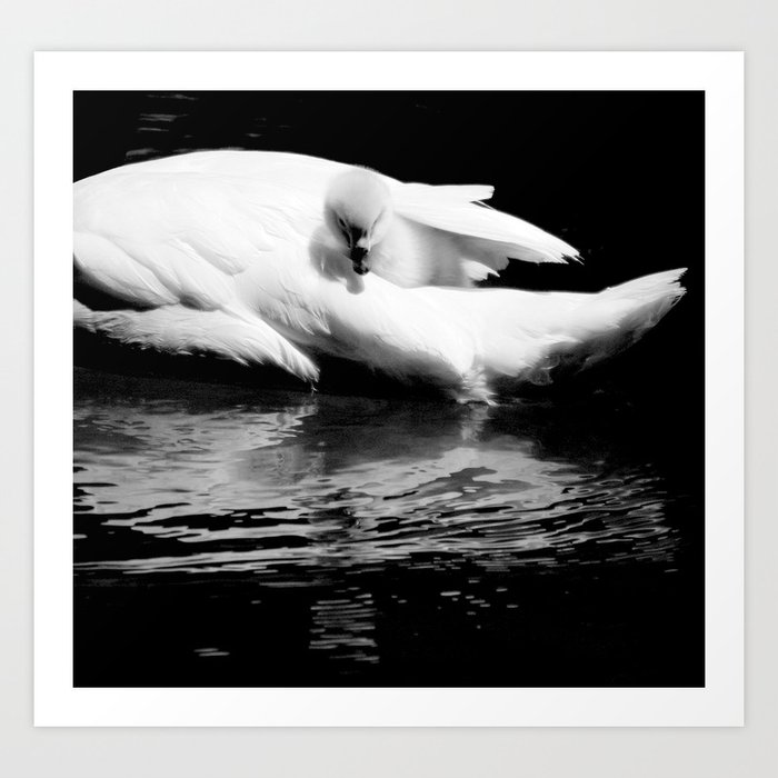 baby swan Art Print