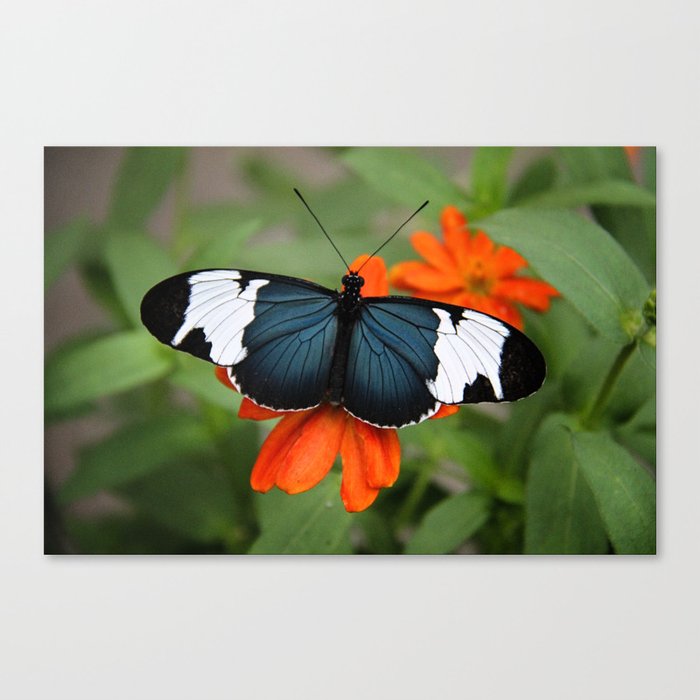 "Butterfly" Canvas Print