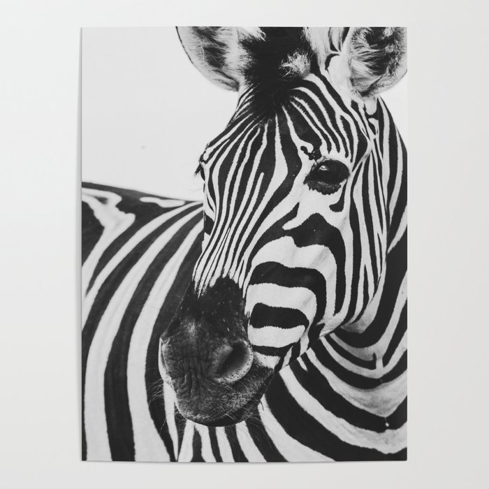Zebra Poster Black And White Artwork Photography High-quality Paper Prints