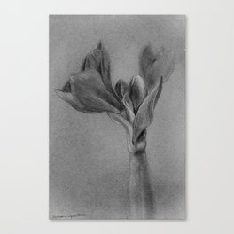 amaryllis Canvas Print