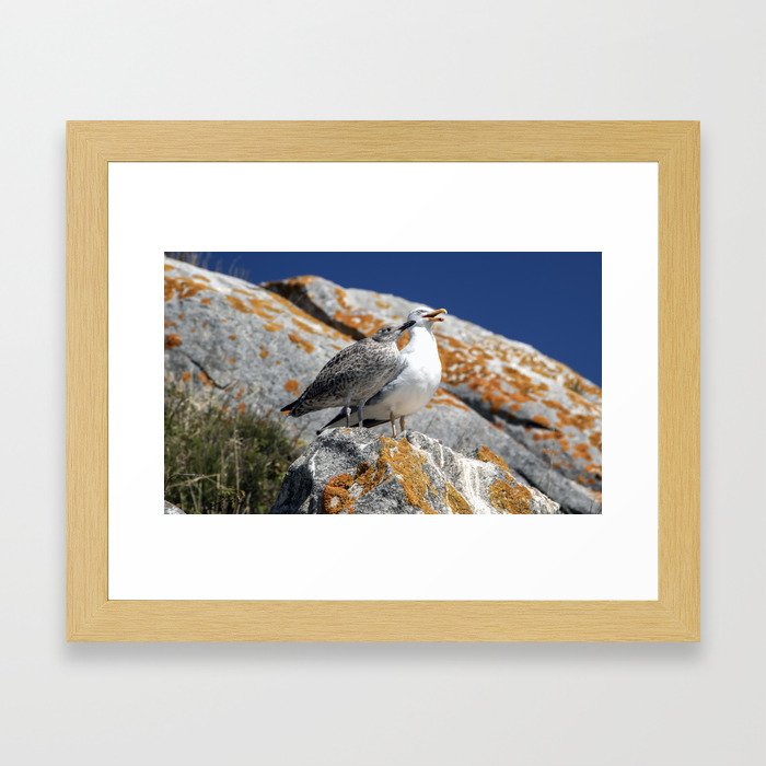 baby seagull with its mother enjoying the summer sun on a rock Framed Art Print