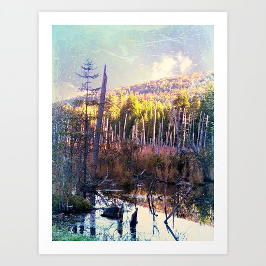 Inside the North Woods of Maine Art Print