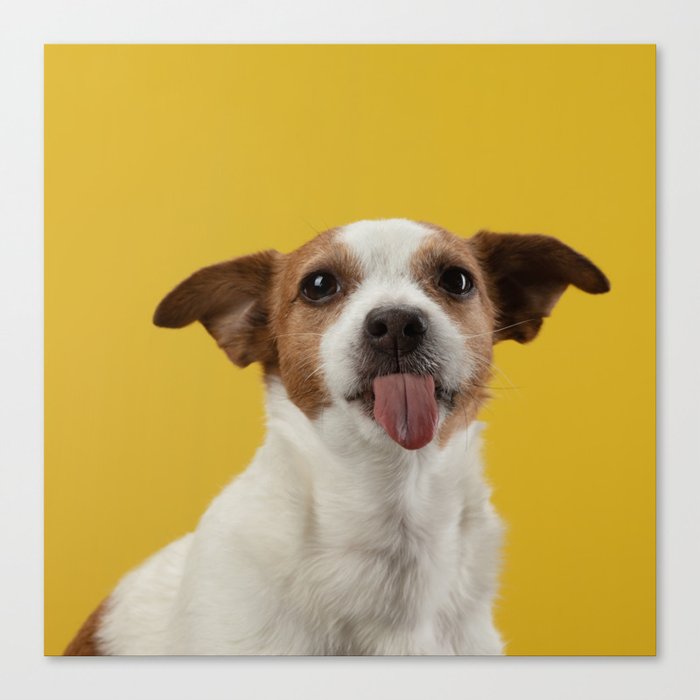 Jack Russell Terrier 7 Canvas Print