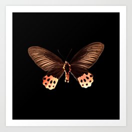 Australian Butterfly - Atrophaneura Horishana Art Print