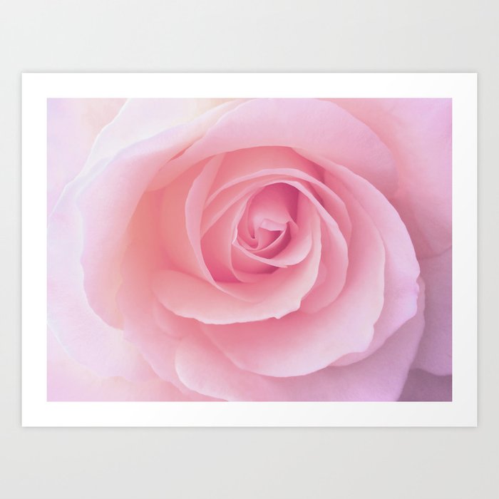 Flower Pink Rose Photography Nature Spring Summer Art Print By Wildhood Society6 Flower Pink Rose Photography Nature Spring Summer Art Print By Wildhood Society6