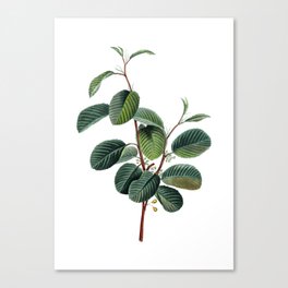 Vintage Alpine Buckthorn Plant Botanical Illustration on Pure White Canvas Print