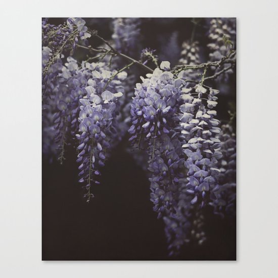Wisteria Canvas Print