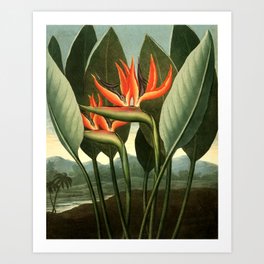 Birds of Paradise : Temple of Flora Art Print