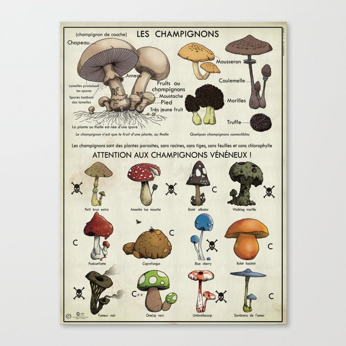 mushroom classification Canvas Print