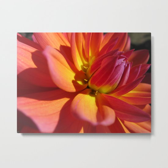 Dahlia 87 Metal Print